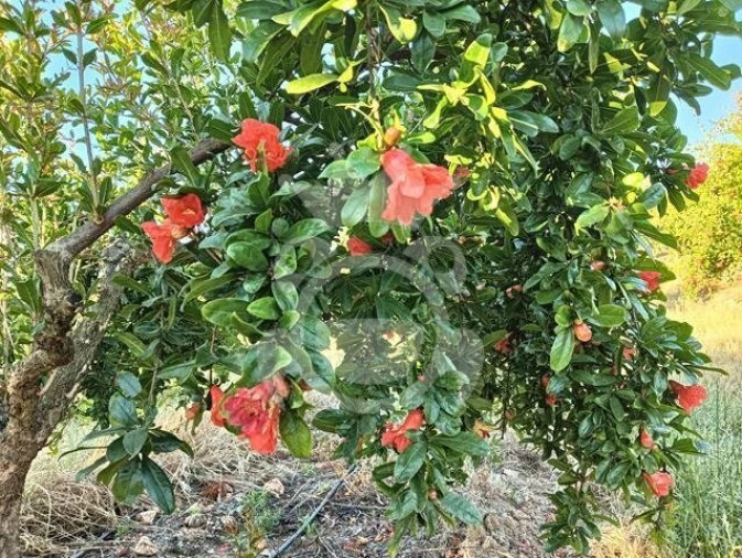 Terreno para Venda em Santiago Maior Foto 16