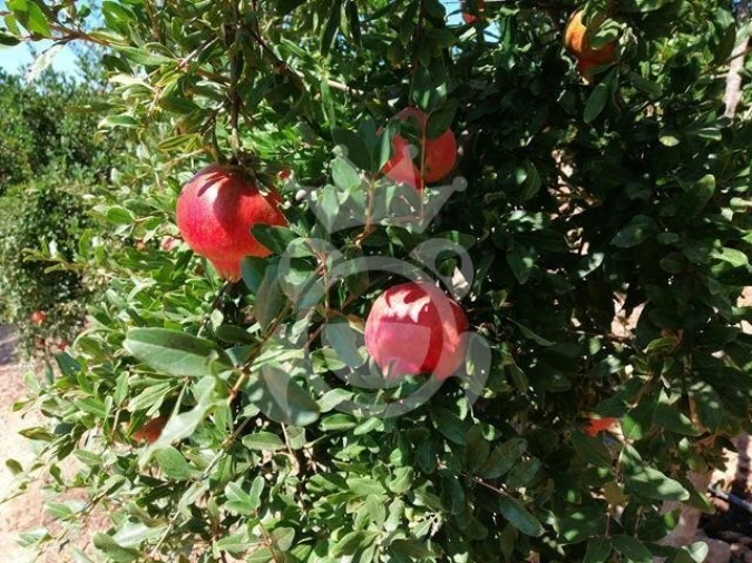 Terreno para Venda em Santiago Maior Foto 9