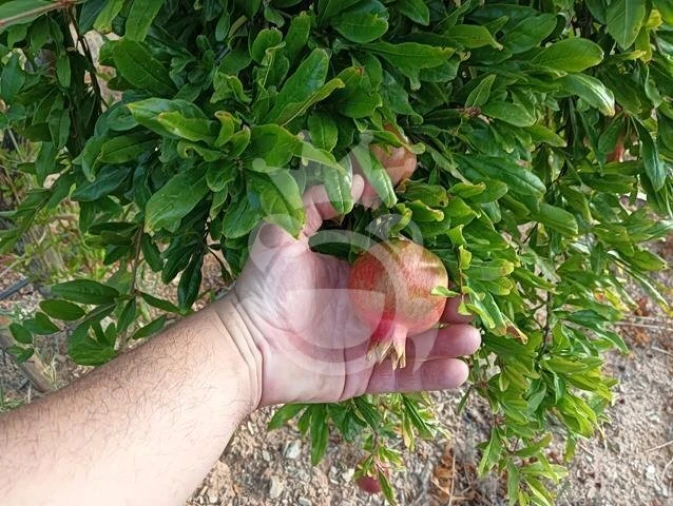Terreno para Venda em Santiago Maior Foto 20