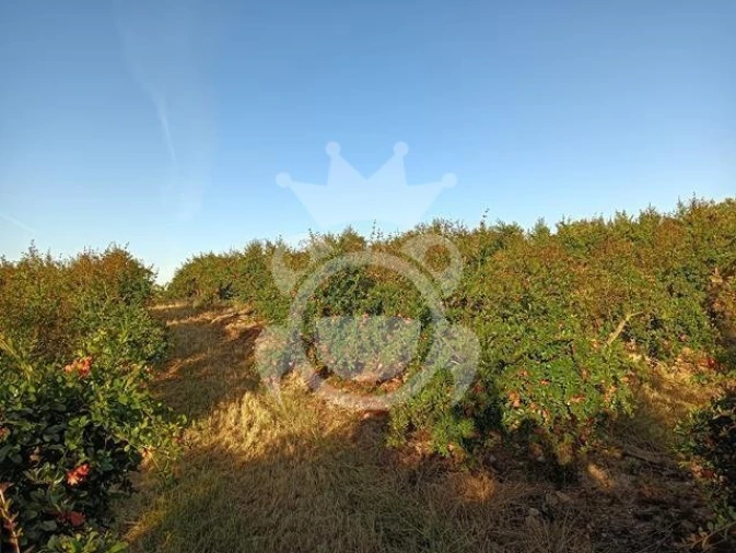 Terreno para Venda em Santiago Maior Foto 14