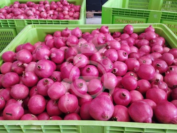 Terreno para Venda em Santiago Maior Foto 10