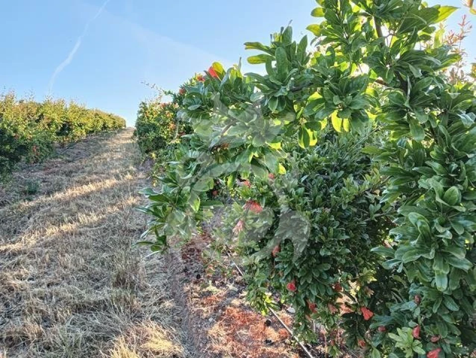 Terreno para Venda em Santiago Maior Foto 15