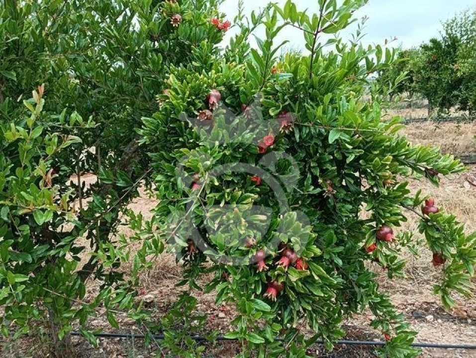 Terreno para Venda em Santiago Maior Foto 19