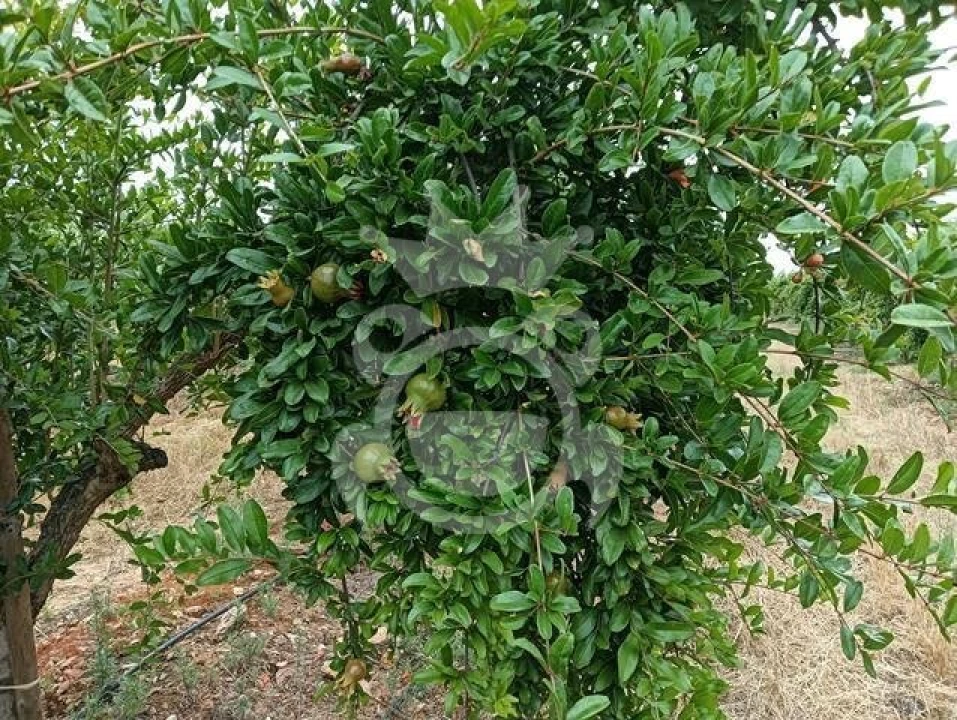 Terreno para Venda em Santiago Maior Foto 18