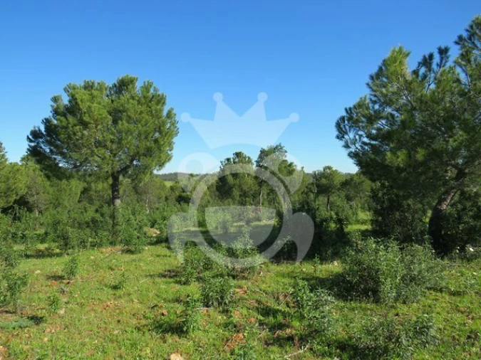 Terreno para Venda em Corval Foto 5