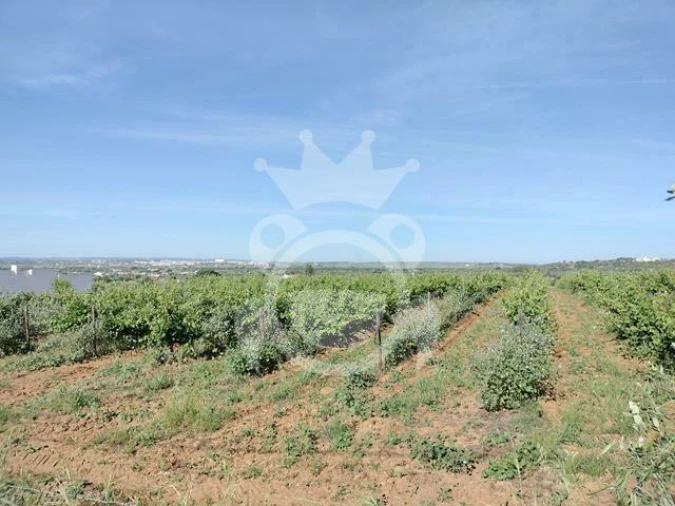 Terreno para Venda em Corval Foto 6