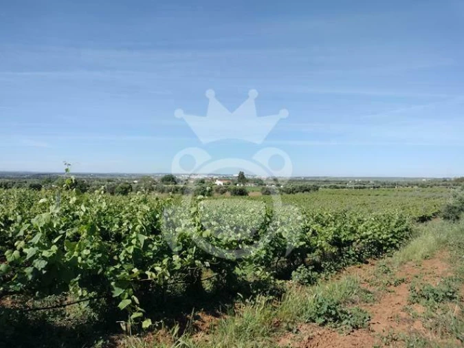 Terreno para Venda em Corval Foto 14