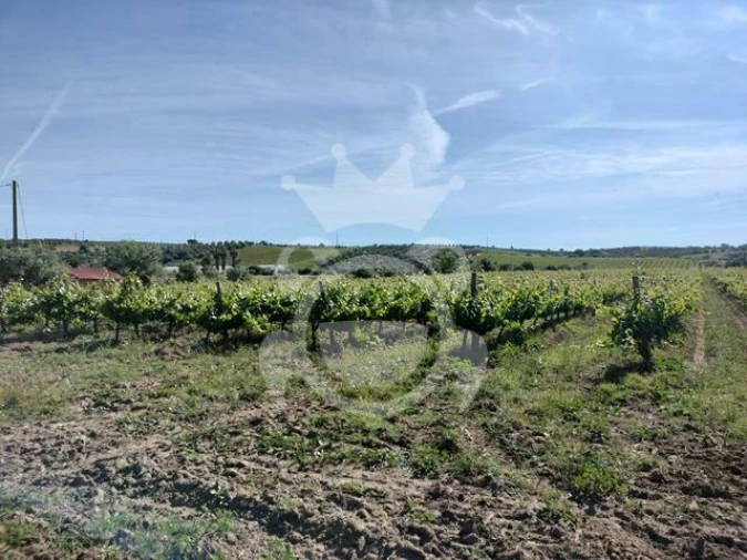 Terreno para Venda em Corval Foto 15