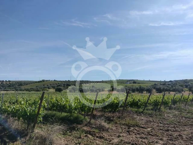 Terreno para Venda em Corval Foto 8