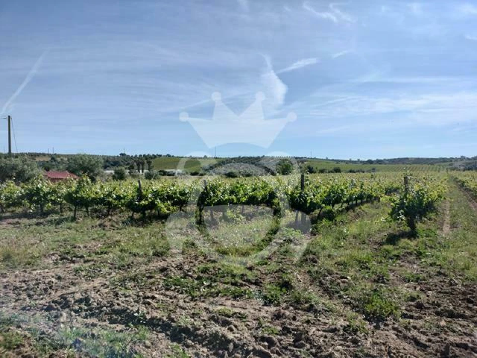 Terreno para Venda em Corval Foto 15