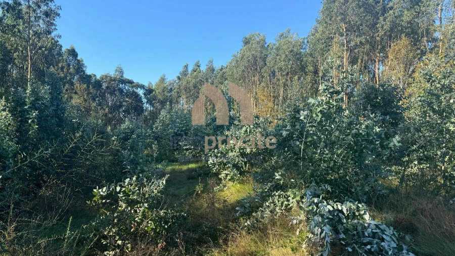 Terreno para Venda em Tagilde e Vizela (São Paio) Foto 12