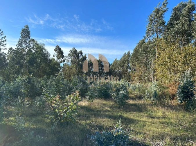 Terreno para Venda em Tagilde e Vizela (São Paio) Foto 9