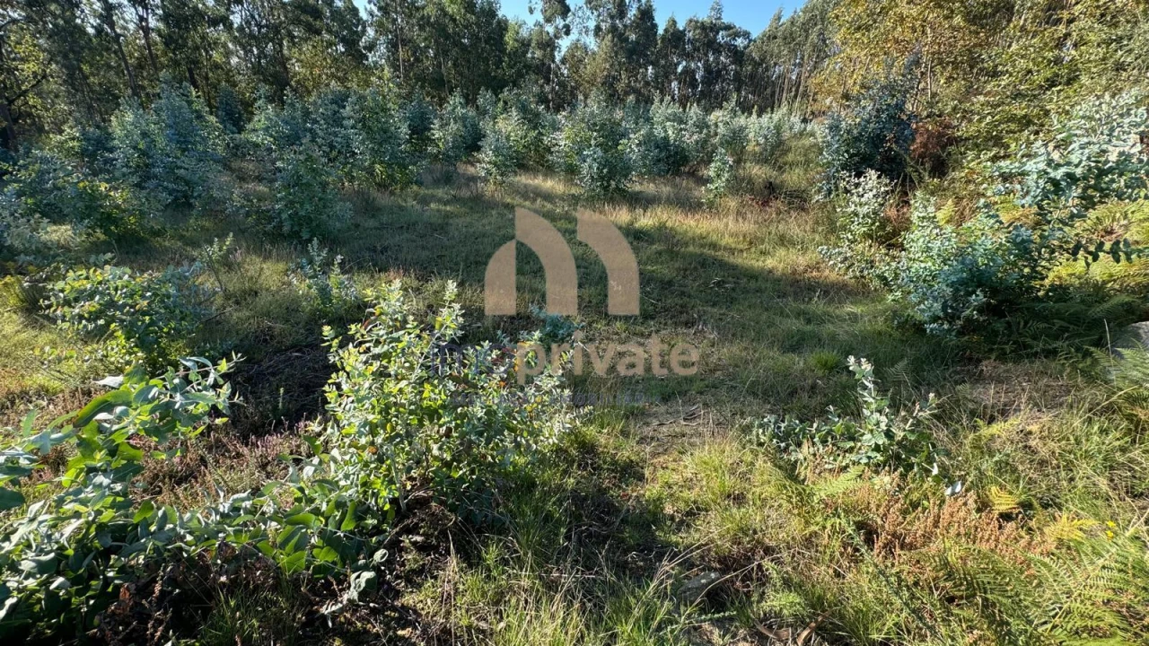 Terreno para Venda em Tagilde e Vizela (São Paio) Foto 11