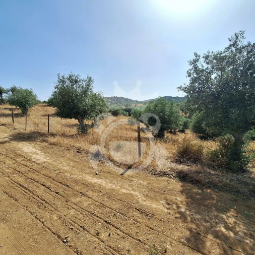 Terreno para Venda em Portel Foto 5