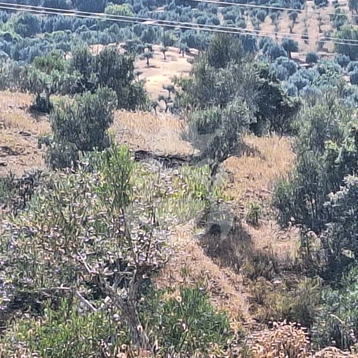 Terreno para Venda em Portel Foto 12