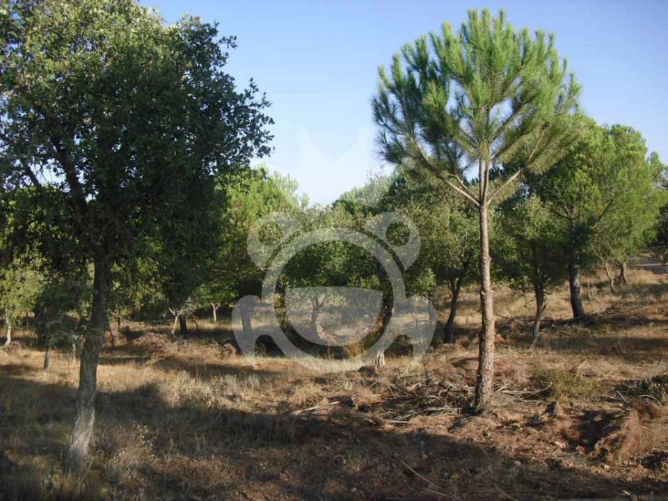 Terreno para Venda em Serpa (Salvador e Santa Maria) Foto 11