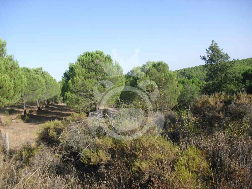 Terreno para Venda em Serpa (Salvador e Santa Maria) Foto 6