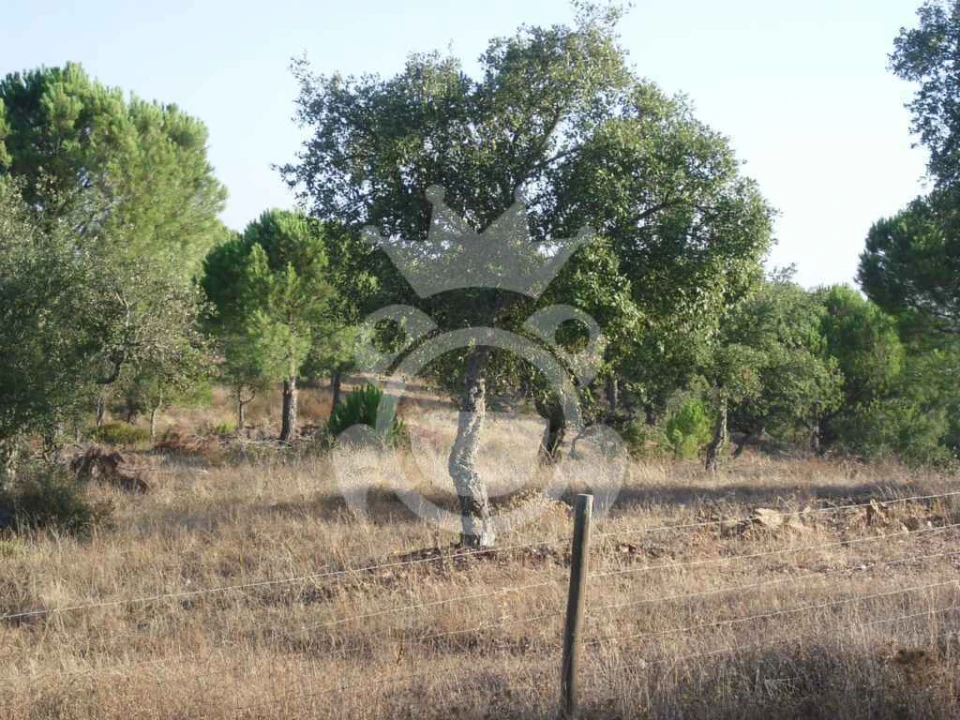 Terreno para Venda em Serpa (Salvador e Santa Maria) Foto 14