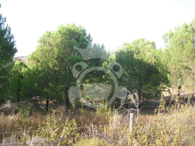 Terreno para Venda em Serpa (Salvador e Santa Maria) Foto 7