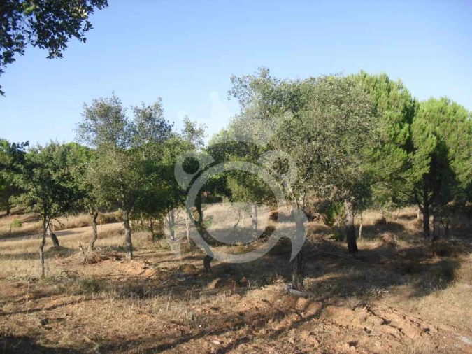 Terreno para Venda em Serpa (Salvador e Santa Maria) Foto 10