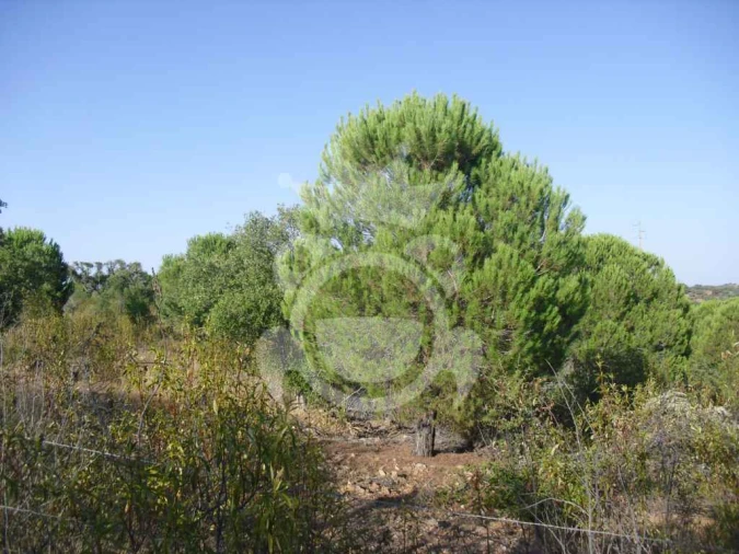 Terreno para Venda em Serpa (Salvador e Santa Maria) Foto 4