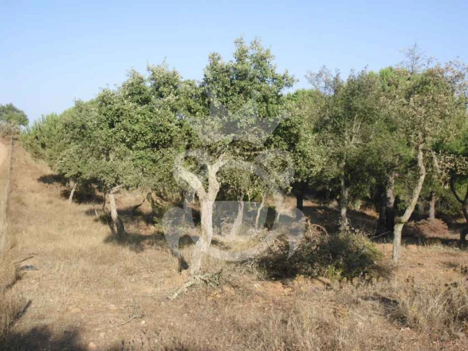 Terreno para Venda em Serpa (Salvador e Santa Maria) Foto 9