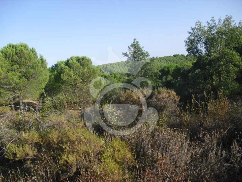 Terreno para Venda em Serpa (Salvador e Santa Maria) Foto 3