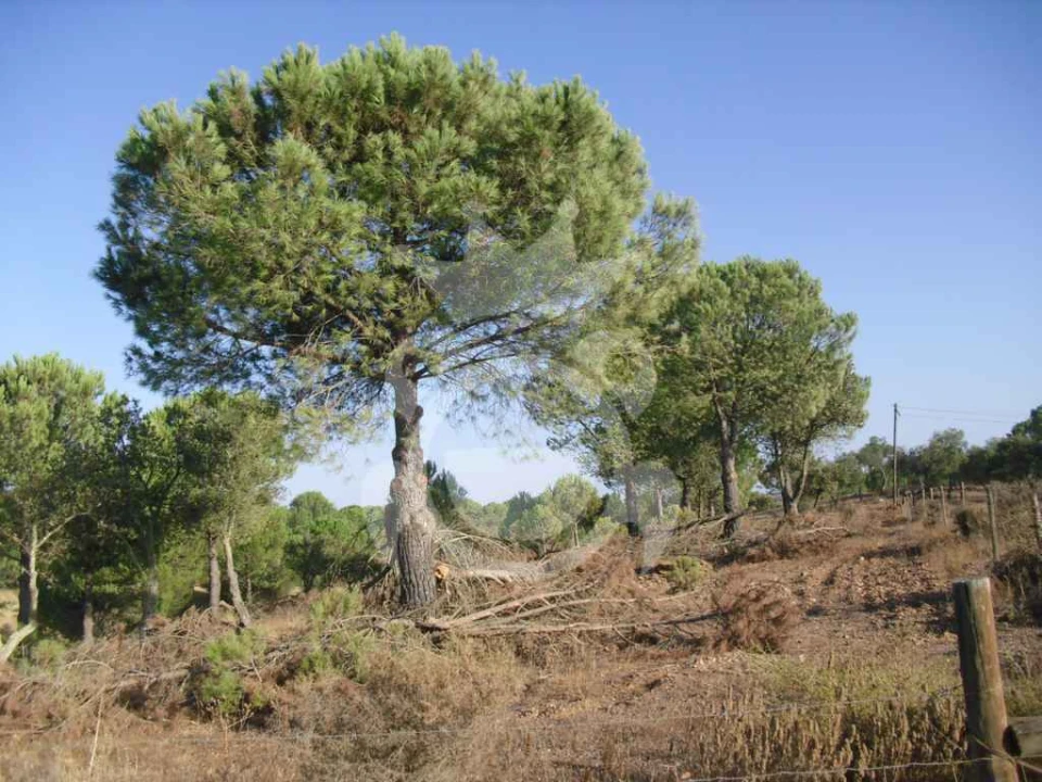 Terreno para Venda em Serpa (Salvador e Santa Maria) Foto 8