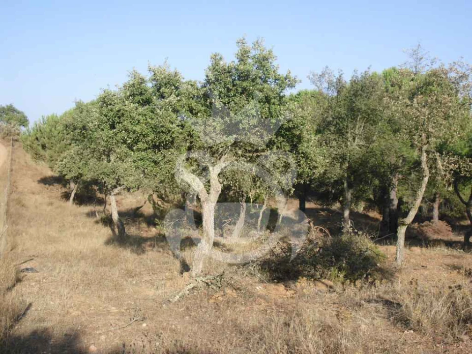 Terreno para Venda em Serpa (Salvador e Santa Maria) Foto 9