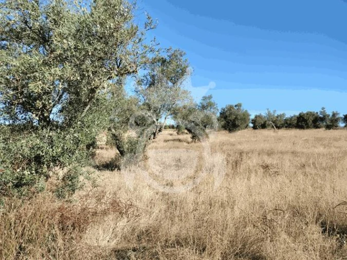 Terreno para Venda em Montoito Foto 7