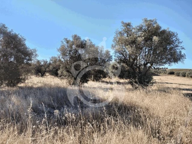 Terreno para Venda em Montoito Foto 6