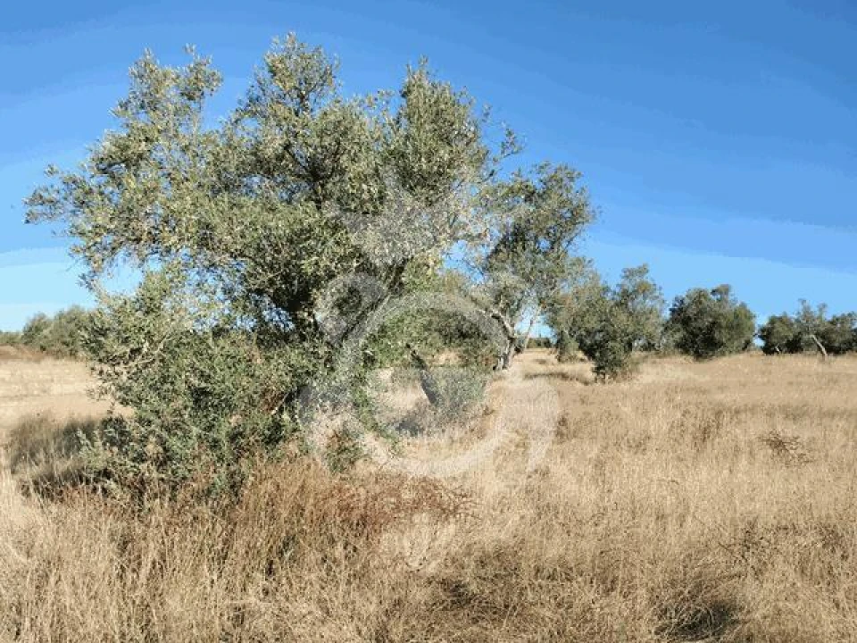 Terreno para Venda em Montoito Foto 8