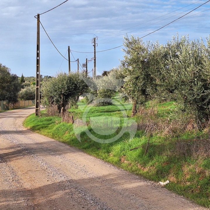 Terreno para Venda em Portel Foto 6