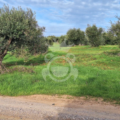 Terreno para Venda em Portel Foto 9