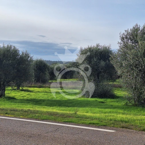 Terreno para Venda em Portel Foto 5