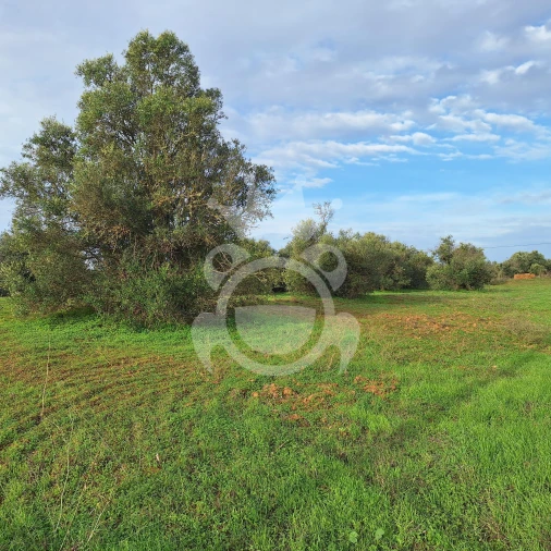 Terreno para Venda em Portel Foto 2