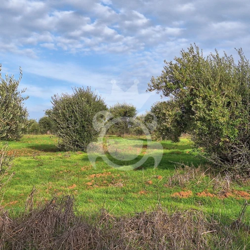 Terreno para Venda em Portel Foto 7