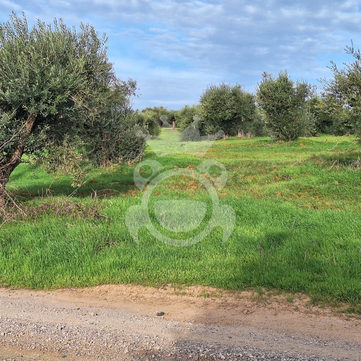 Terreno para Venda em Portel Foto 9