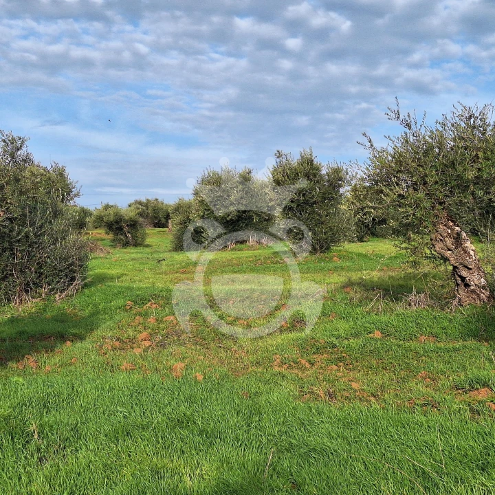 Terreno para Venda em Portel Foto 8
