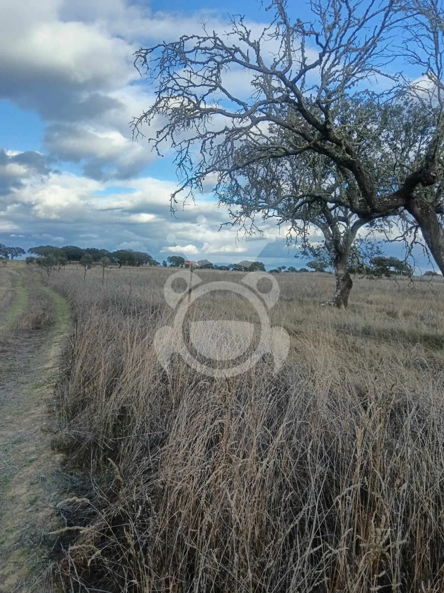 Terreno para Venda em Capelins (Santo Antonio) Foto 15