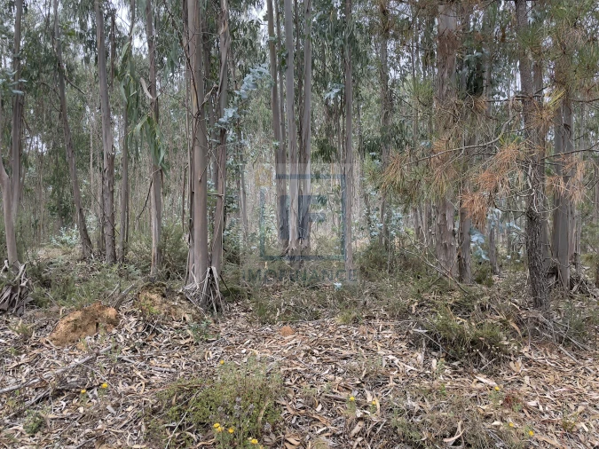 Terreno para Venda em Olho Marinho