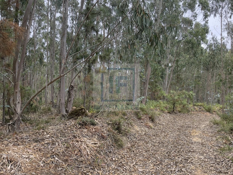 Terreno para Venda em Olho Marinho Foto 2
