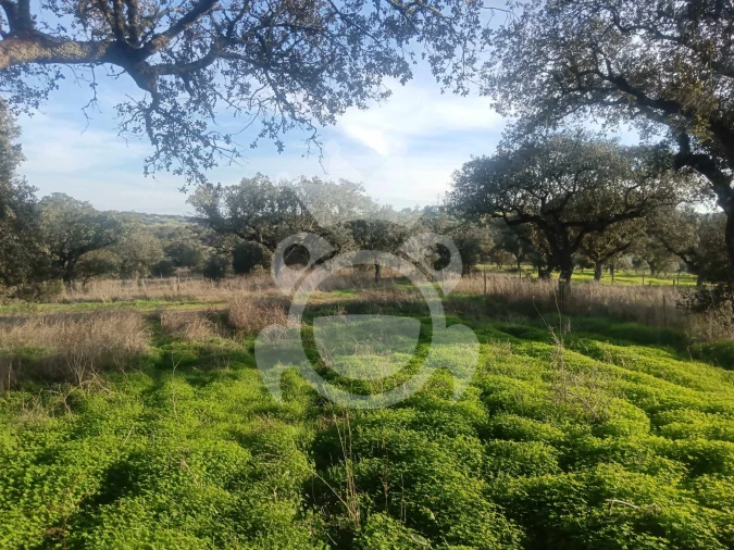 Terreno para Venda em Capelins (Santo Antonio) Foto 8