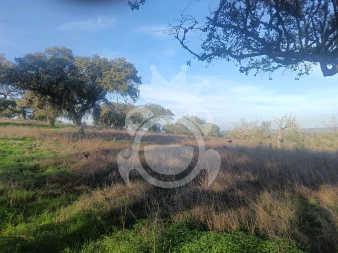 Terreno para Venda em Capelins (Santo Antonio) Foto 5