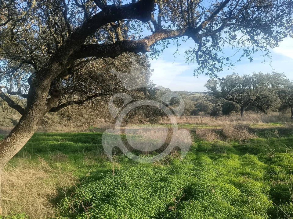 Terreno para Venda em Capelins (Santo Antonio) Foto 7