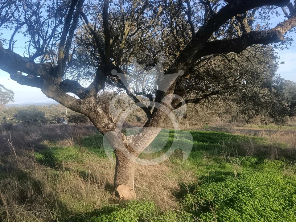 Terreno para Venda em Capelins (Santo Antonio) Foto 6