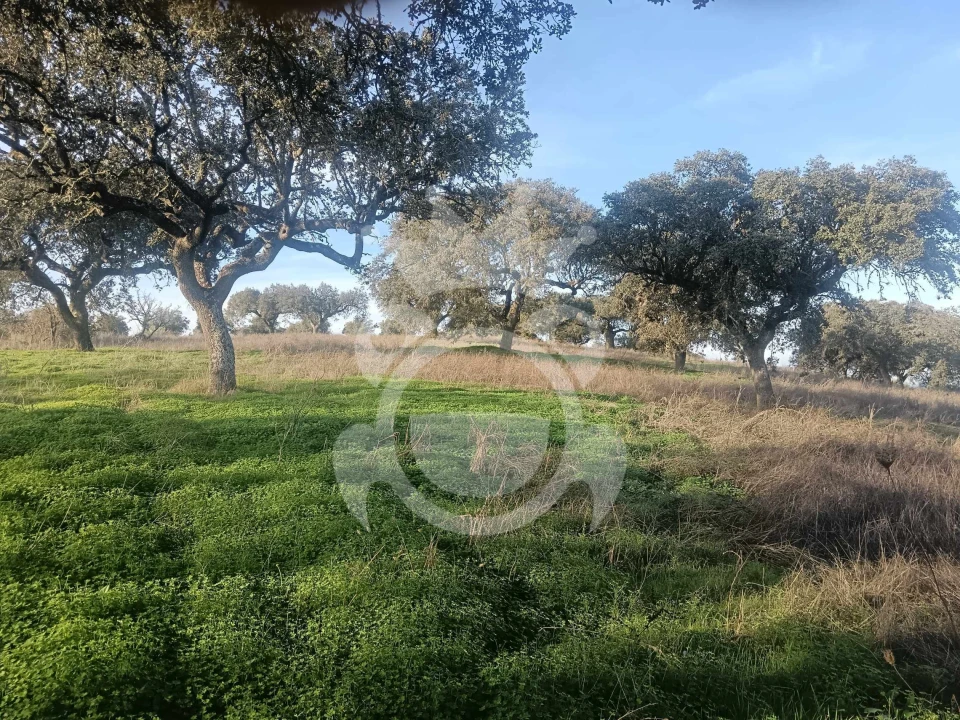Terreno para Venda em Capelins (Santo Antonio) Foto 4