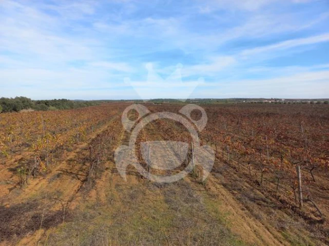 Terreno para Venda em Reguengos de Monsaraz