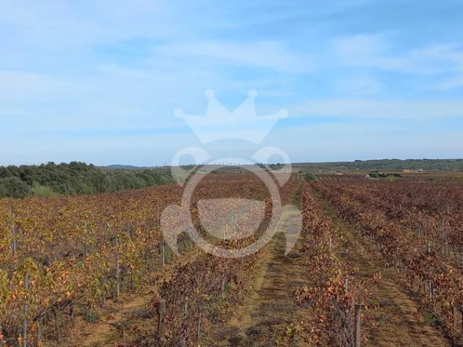 Terreno para Venda em Reguengos de Monsaraz Foto 7
