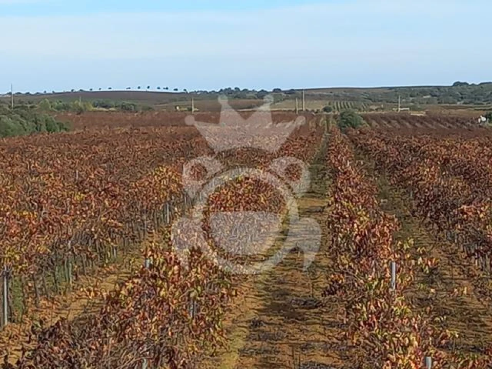 Terreno para Venda em Reguengos de Monsaraz Foto 6
